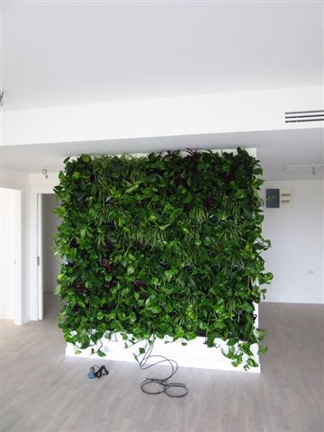 Grădină verticală cu plante naturale – Iancu Nicolae, foto 24 din 26
